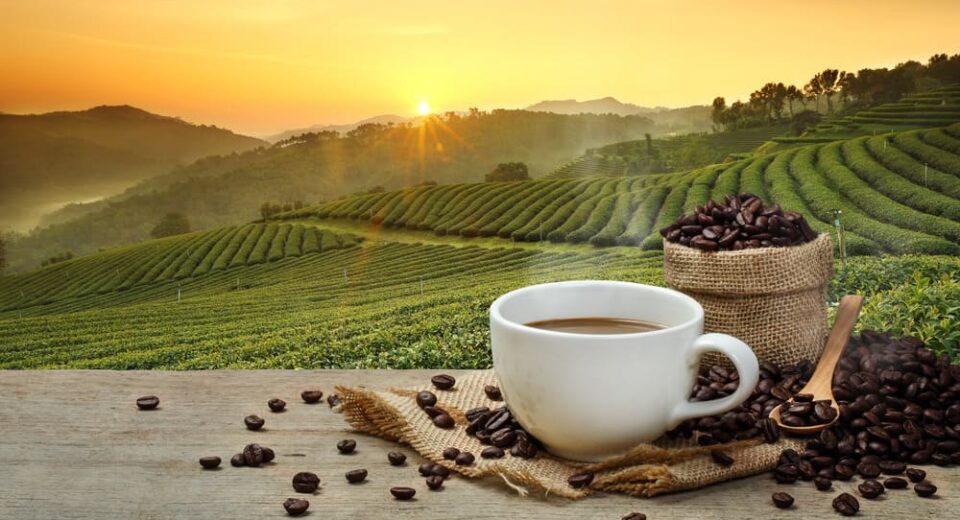 cà phê hữu cơ